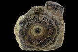 Polished, Fossil Stromatolite Colony on Reed - Utah #100366-1